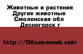 Животные и растения Другие животные. Смоленская обл.,Десногорск г.